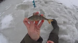 ПЕРВЫЙ ЛЁД 2024-2025. АКТИВНЫХ КЛЁВ ОКУНЯ. РЫБАЛКА ЗИМОЙ.