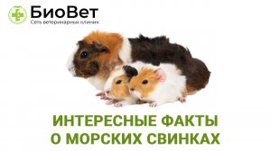 Интересные факты о морских свинках