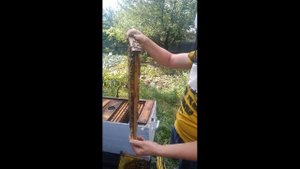 Расплод 20.06.2020 (Условно Карника Тройзек 1075)