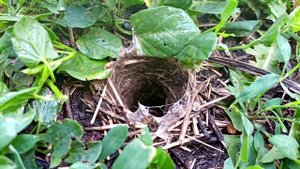 Дыра в земле. Что внутри кокона