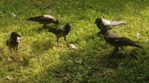 Ссыльные вороны дерутся за огромную кость / Outcast crows fight for a big bone #crowfight