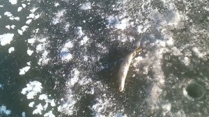 Рыбалка жерлицами на щуку 2