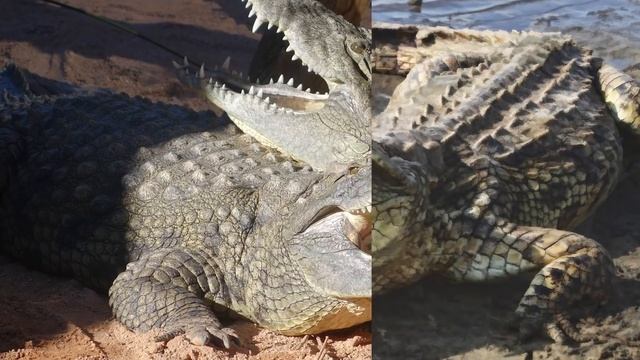 ALLIGATOR VS CROCODILE - Which Is Stronger?