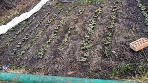 Укоренение клубники с воздушными корнями. Часть 3.