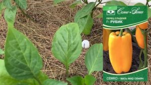 Выращиваю арбузы в сложных условиях Хабаровска. Обзор теплиц. Томаты и совместные посадки в огороде