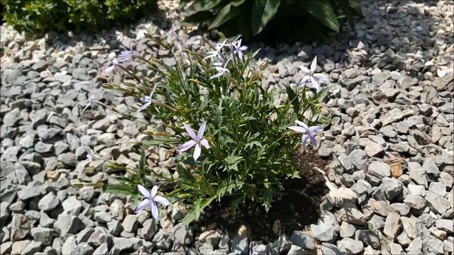 Laurencja, Izotoma - Poradnik Ogrodowy #215 смотреть онлайн