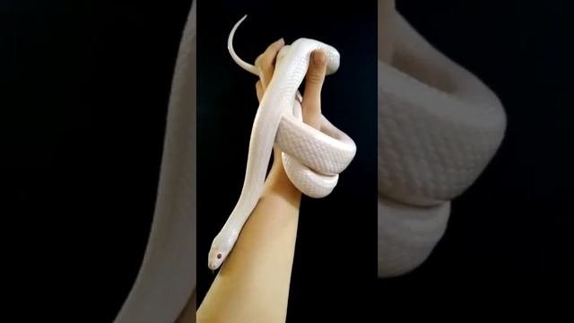 маисовый полоз 🐍👑😍 #маис#змея#рептилии#домашнийпитомец