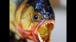 Самая опасная пресноводная рыба