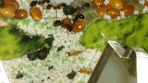 Муравей-солдат! Королеве нужны силачи!!!