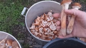 Привёз ОПЯТ/ МОРКОВКА СУПЕР🥕/Что ни УЖИН то ШЕДЕВР 😅