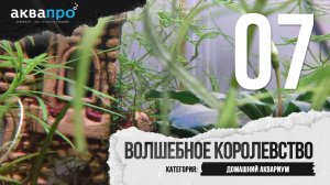 07. Волшебное королевство. Домашний аквариум