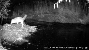 Лисица пытается перепрыгнуть через ручей и не замочить лапки :). Снято на фотоловушку SEELOCK S308W