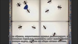 Роботы - насекомые