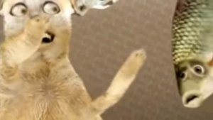 нума нума ееейй