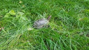 Зрелище как черепахи сбегают когда их отпускаешь на волю!