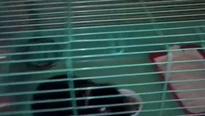 Что должно быть в клетке у кролика