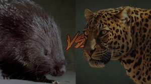 5 Смертельных битв животных