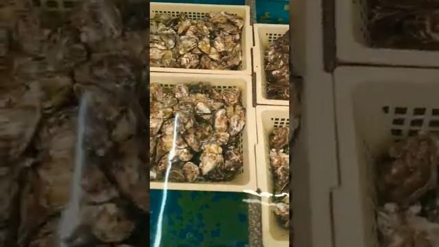Живые устрицы и улитки перед поеданием в ресторане Лекат