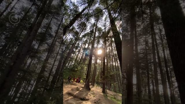 Заповедный лес Манали / Manali Nature Park