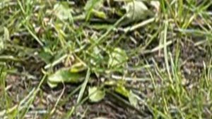 Поведение птиц.Behaviour of birds.