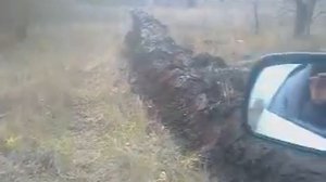 Паханные валоканавы в моем дендрарии (2,5 га полевого ЛПХ)