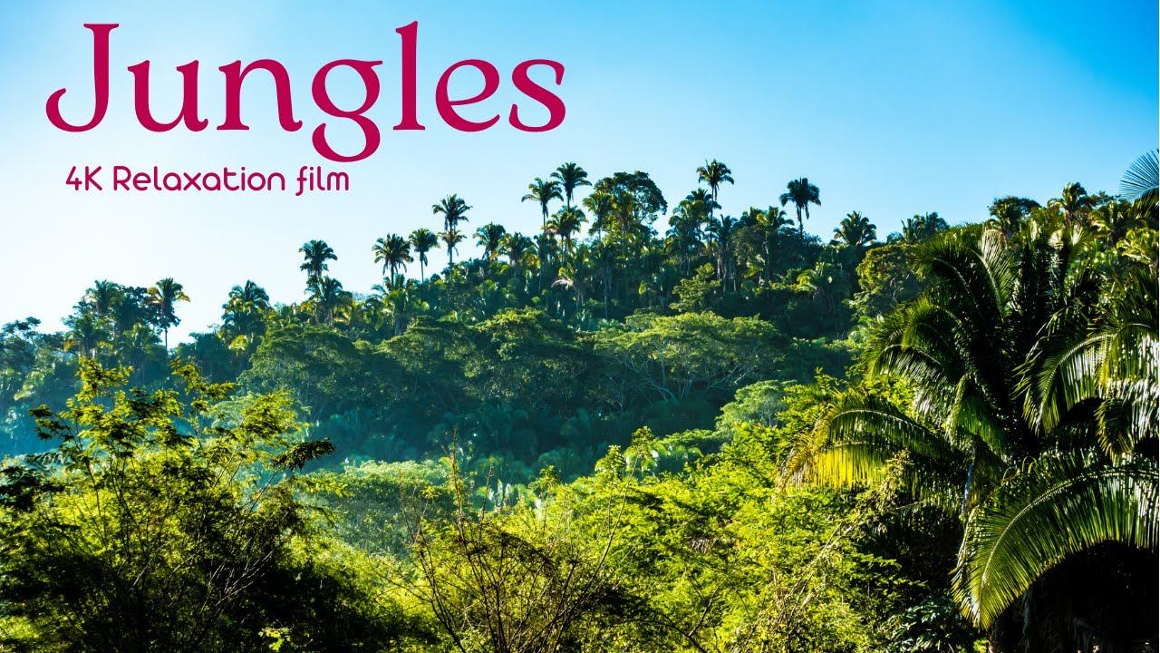 Jungles - 4K - Relaxation Film With Calming Music | Beautiful music for relaxation and meditation