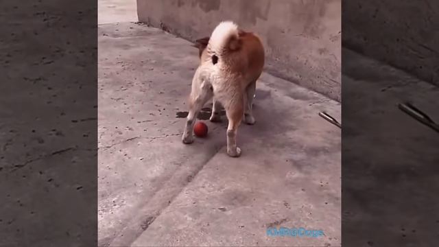 Мячик важнее жажды🥵😂 ( видео про собак )