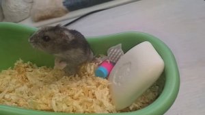 ХОМЯК ПРИНИМАЕТ ВАННУ!  HAMSTER TAKE A BATH!