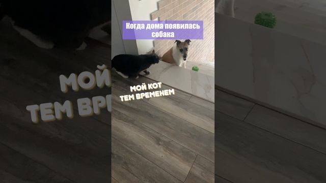 В доме появилась собака🤣🤣🤣