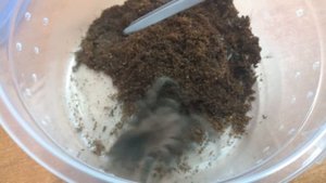 Описание  lasiodora parahybana