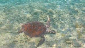 Ещё одна морская черепаха