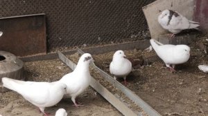 Бакинские голуби Авакян Рачика в Астрахани! #tauben #pigeons