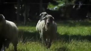 Прикольная немецкая песенка