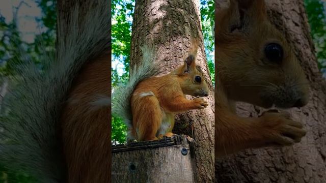 Белочка лает на другую#nature#animals#животные#белка#squirrel