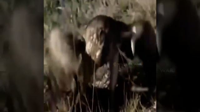 कौन जितेगा||गिद्ध या सांप||eagle vs snake||real fight eagle vs snake||#algrowFacts #youtubeshort