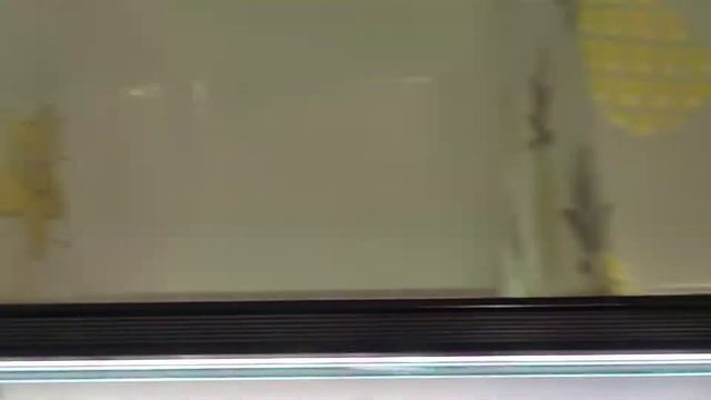 Гуппи родили в общем аквариуме...
