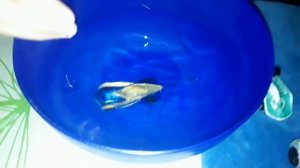 Машинки Хот Вилс меняют цвет / Hot Wheels Color Shifters