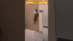 Приколы с животныими