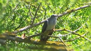 Кукушка (скорее всего самец)