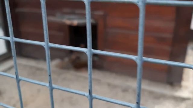 Серебряная лофура. Каменск-Шахтинский. Парк Лога