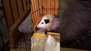 как апосум ест богомола