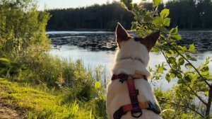 отмечаем годовщину, взяли кошку с улицы, съемки, пикник в лесу