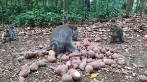 Sekelompok monyet makan bersama  [28] #RumahMonyet