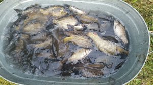 Свой пруд на ровном месте, пара слов. Кабаны опять начудили.