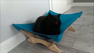 Говорящие коты. А Ваш кот так умеет?