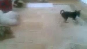 Мой Тойчик Евочка