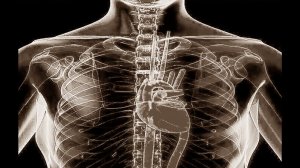 Меридиан перикарда