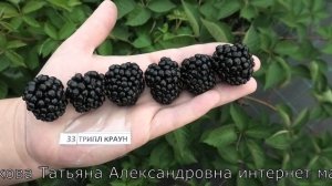 ОСЕЙДЖ и ТРИПЛ КРАУН сорта ежевики