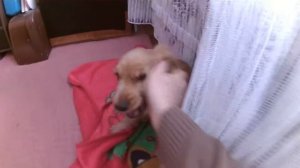 спаниель Лиза учится рычать и лаять