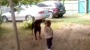 Ротвейлер играет с ребенком